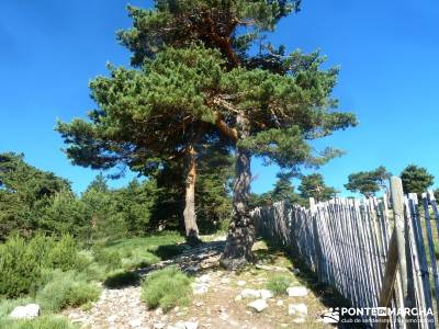 Siete Picos_La Sierra del Dragón; rutas por cabañeros ruinas de numancia con niños por madrid